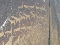 Rock carvings depicting cattle with curved and twisted horns. (SPA)