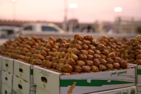 One of the Dates markets in Saudi Arabia. (Saudipedia)