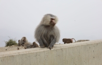 Baboons in the highlands of Aseer Province. (Shutterstock)