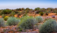 The rhanterium epapposum is a short, round-shaped shrub. (Media Center of King Abdulaziz Foundation Royal Reserve)