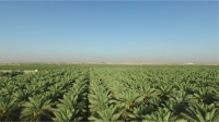 An agricultural endowment. (Media Center of Mohammed Bin Abdulaziz al-Rajhi Charitable Endowments Foundation)