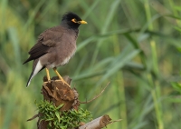 The common myna is an invasive bird species in the Kingdom. (Photography: Mehdi al-Saghir)