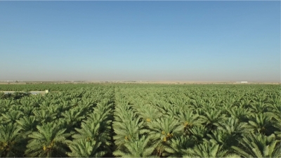 An agricultural endowment. (Media Center of Mohammed Bin Abdulaziz al-Rajhi Charitable Endowments Foundation)