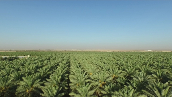 An agricultural endowment. (Media Center of Mohammed Bin Abdulaziz al-Rajhi Charitable Endowments Foundation)