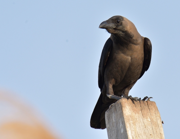 The house crow is an invasive bird species in the Kingdom. (Photography: Mehdi al-Saghir)