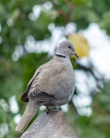 The African Collared Dove is known for its head and crown colors, which are grey and black. (National Center for Wildlife)