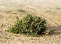 As-siha&#039; is a thorny shrub spreading in Saudi Arabia. (Media Center of King Abdulaziz Royal Reserve)
