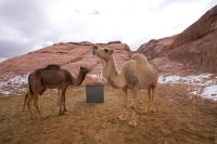 Camels in the desert of Tabuk provinces. (Saudipedia)