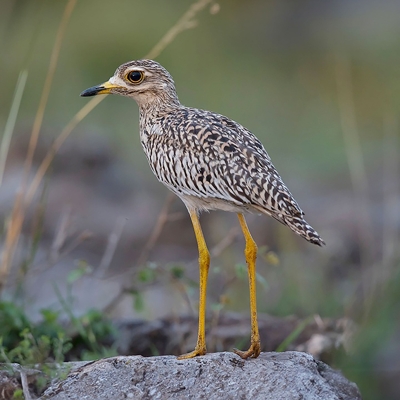 The Spotted Thick-Knee. (National Center for Wildlife)