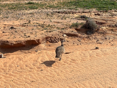Houbara Bustard. (SPA)