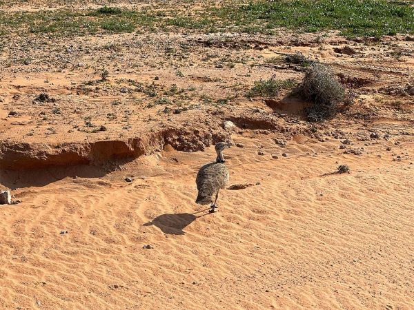 Houbara Bustard. (SPA)