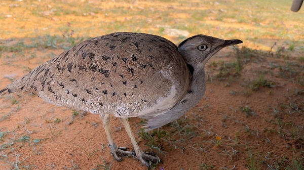 Houbara Bustard. (SPA)