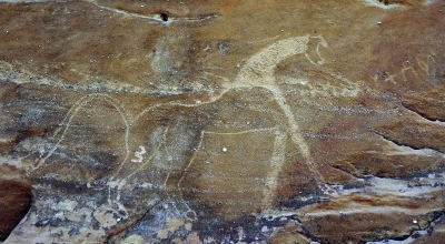 Animal drawings in the Abqaiq Archaeological Cemeteries. (SPA)