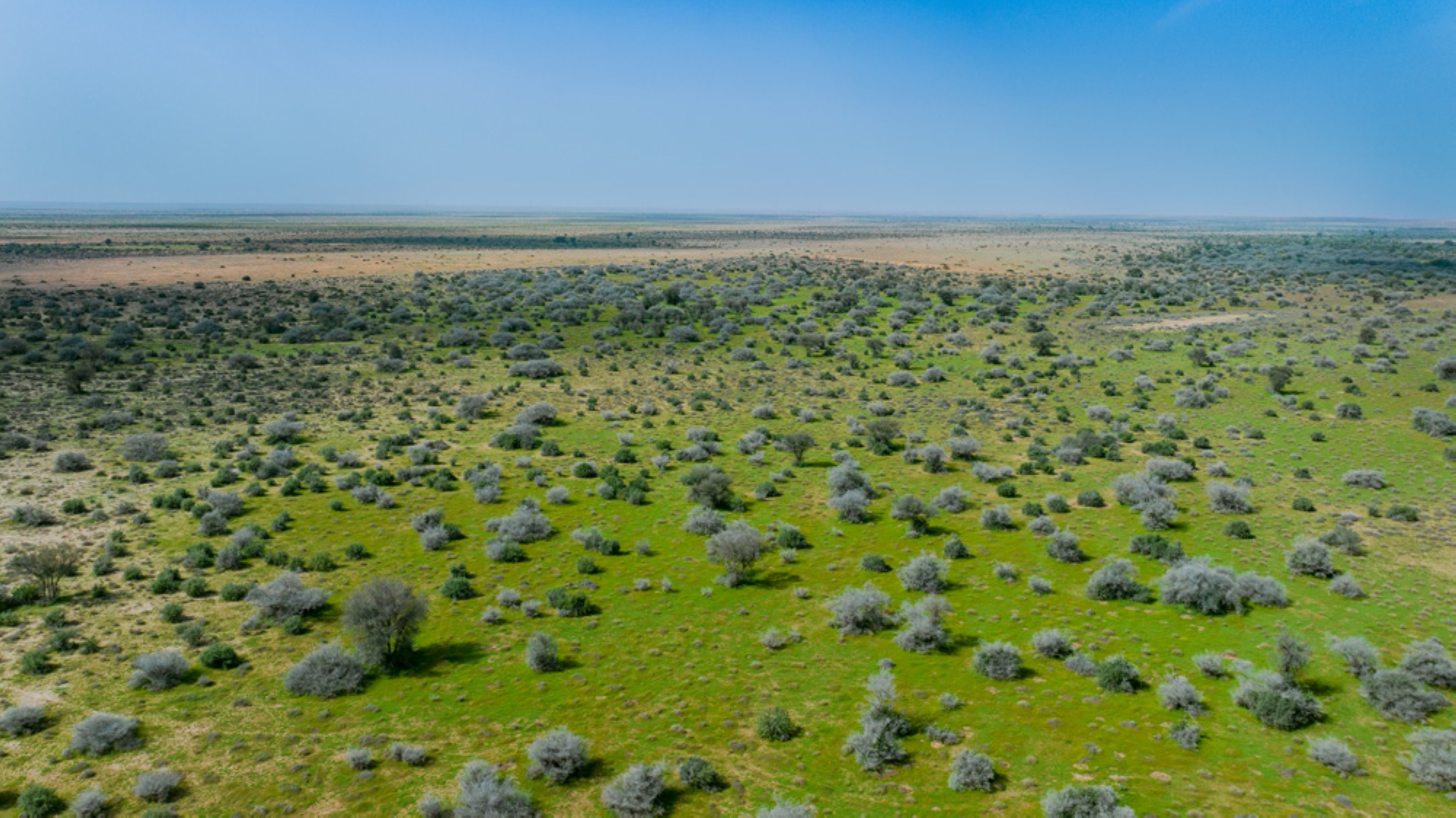 Rawdat al-Tanhat, part of the King Abdulaziz Royal Reserve. (King Abdulaziz Royal Reserve)