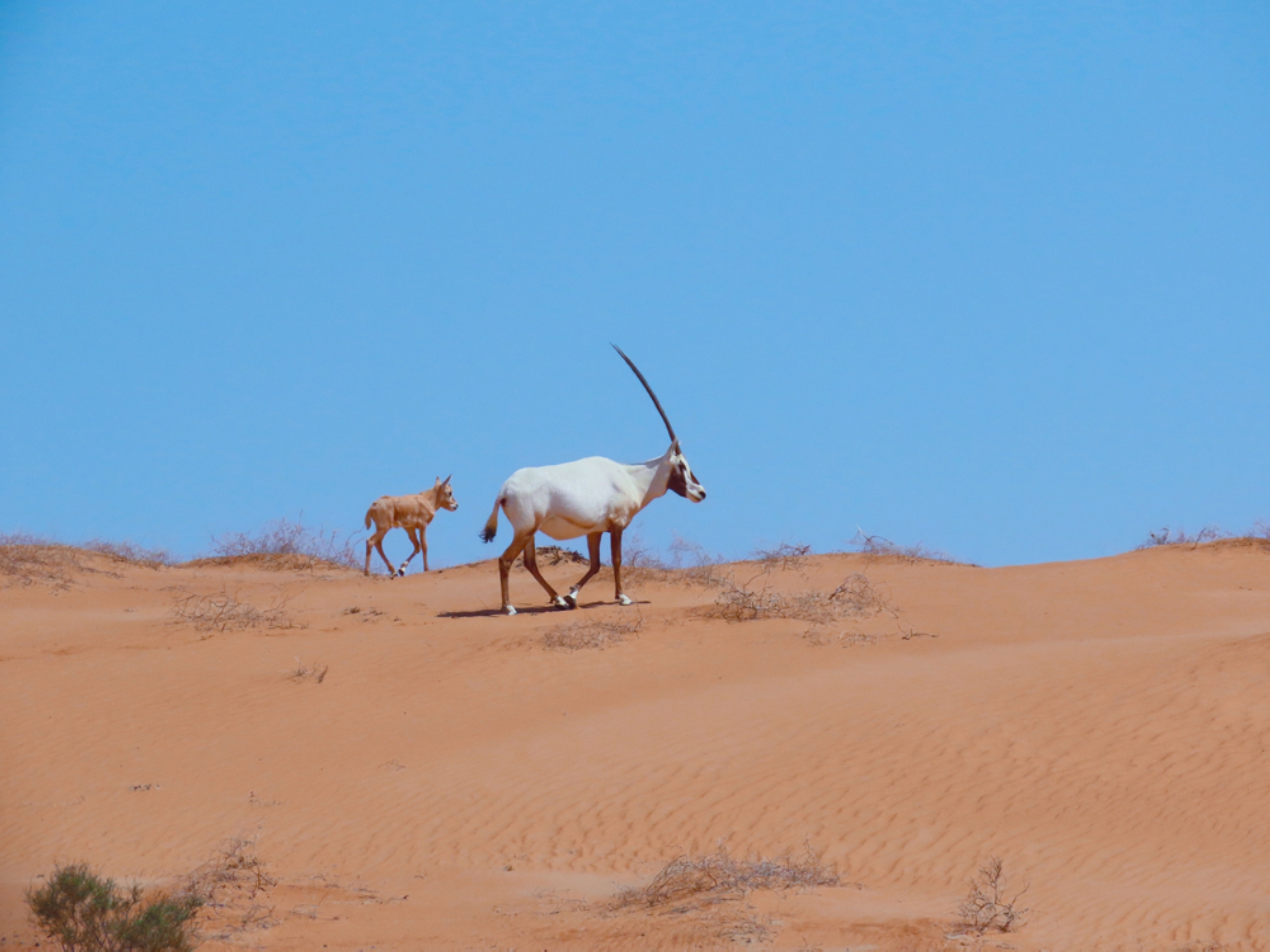 Arabian oryx. (King Abdulaziz Royal Reserve)