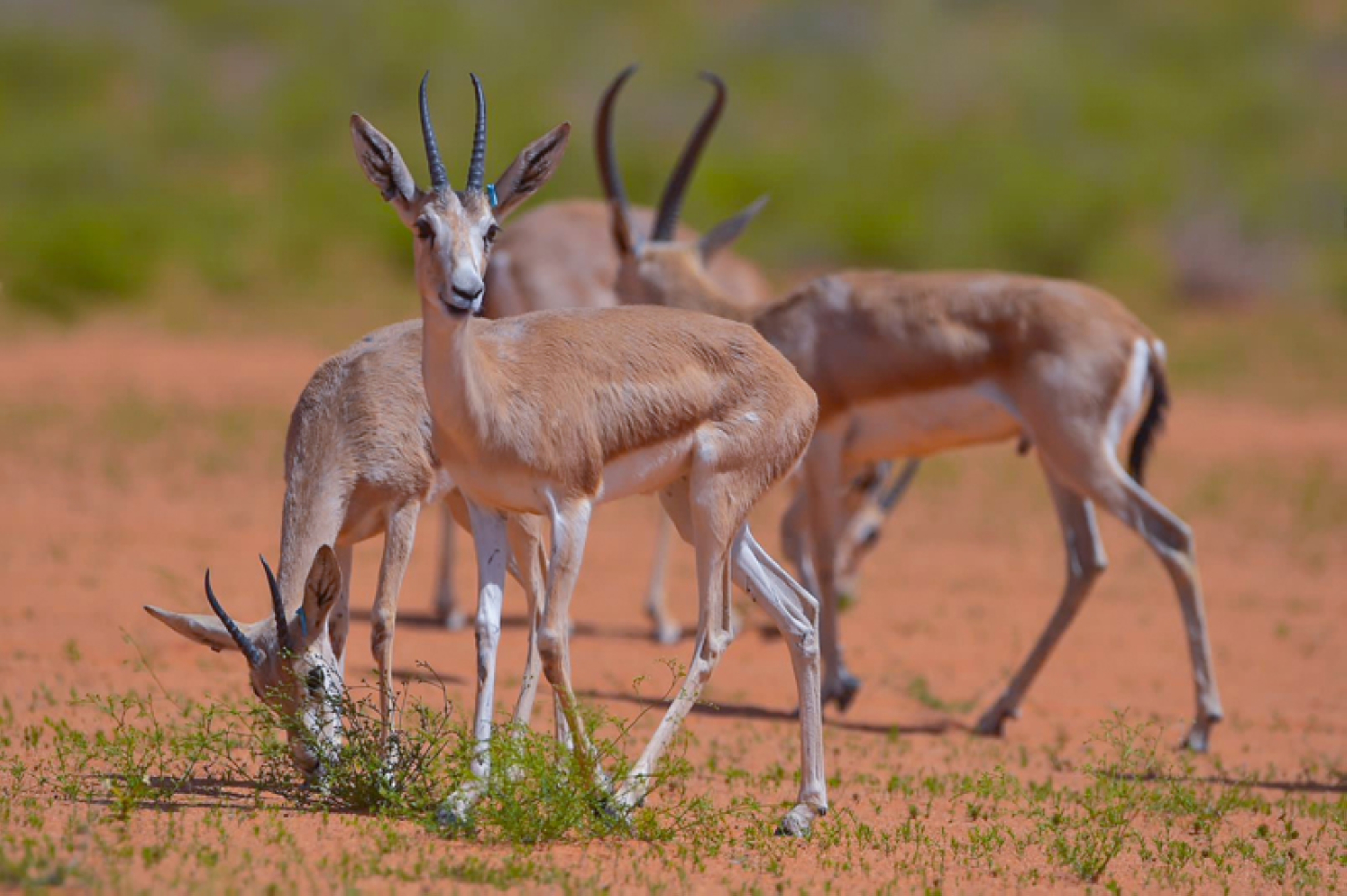 Reem gazelle. (King Abdulaziz Royal Reserve)