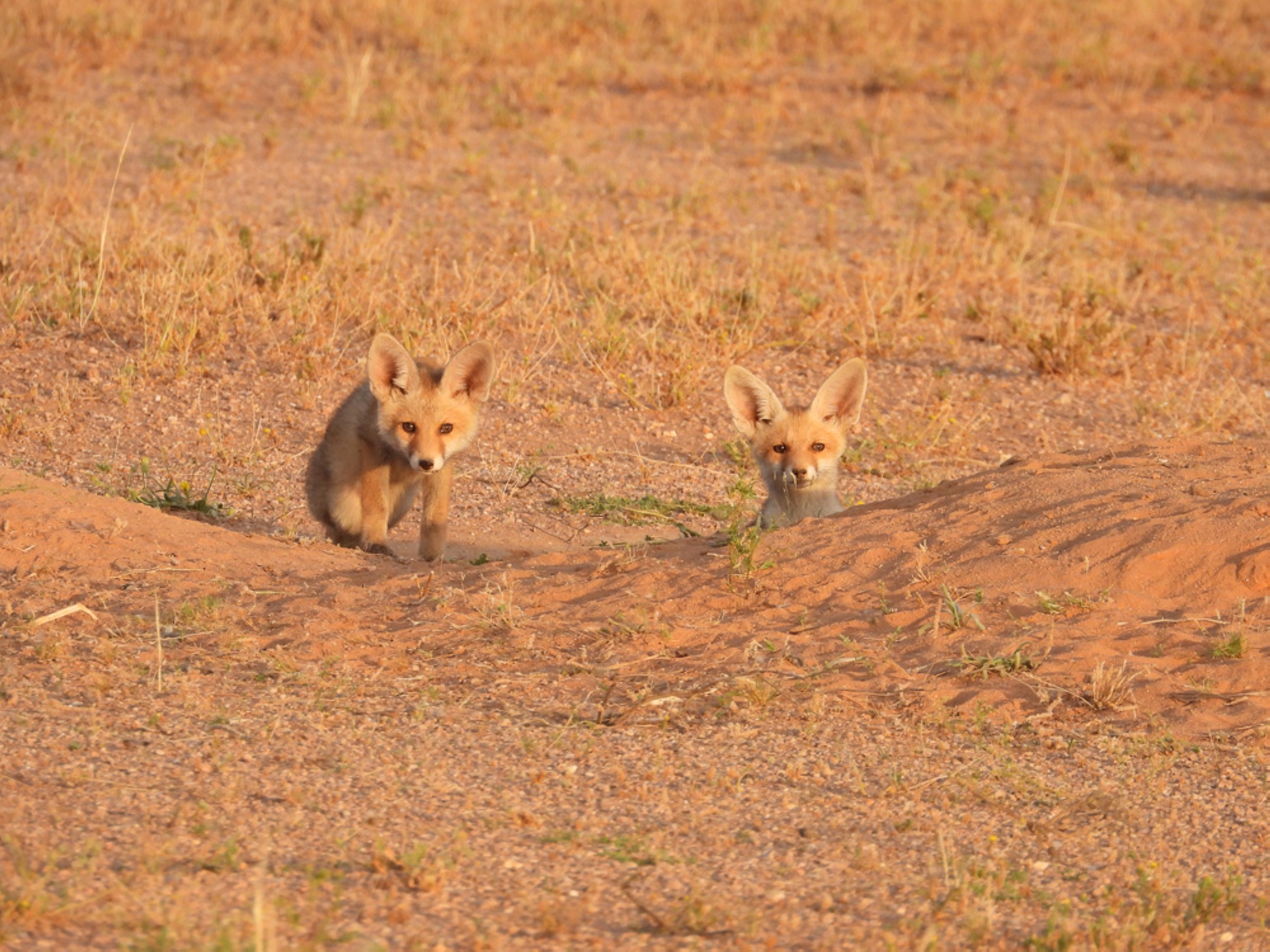 Red fox (King Abdulaziz Royal Reserve)