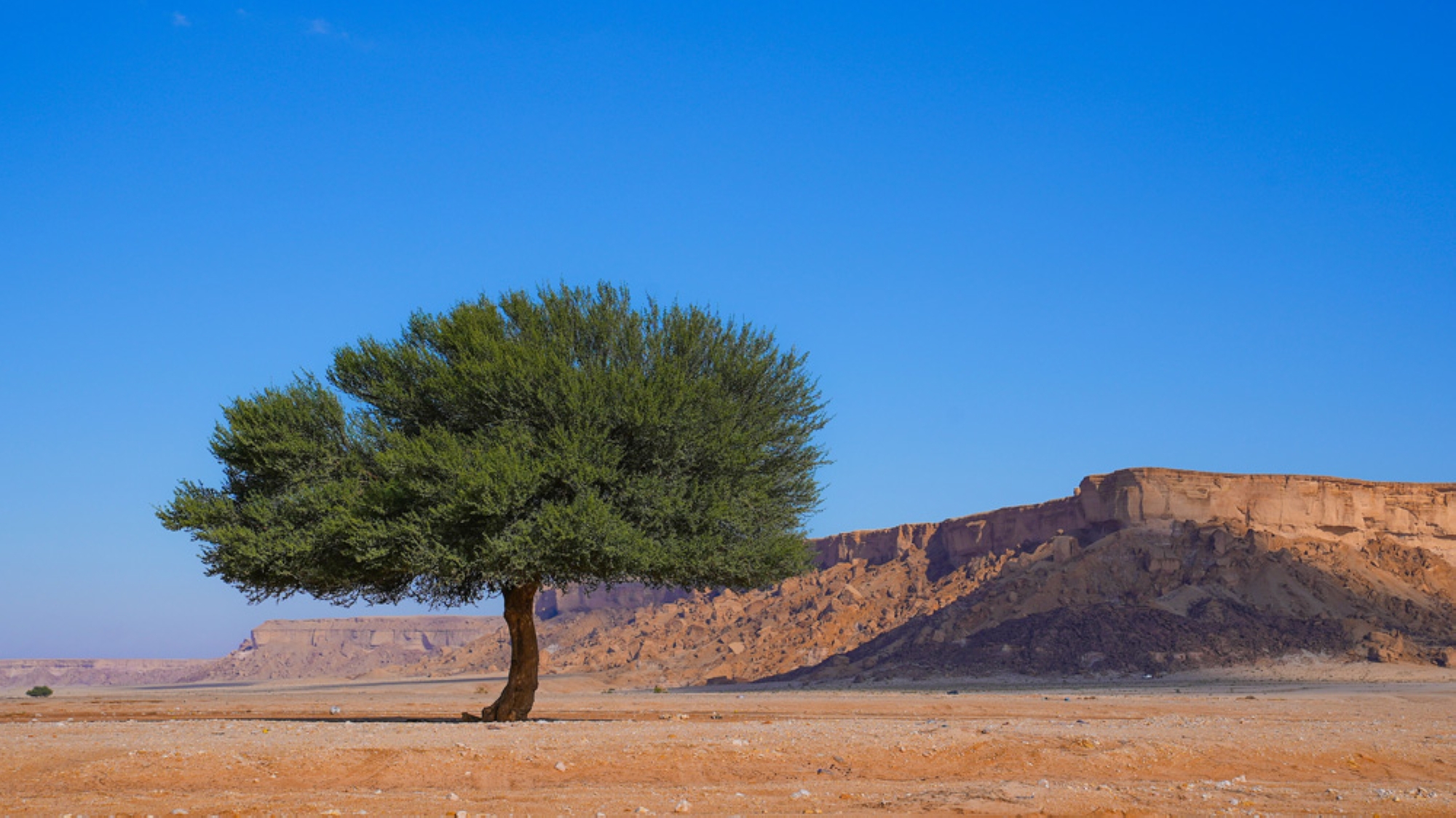 Acacia tree. (King Abdulaziz Royal Reserve)