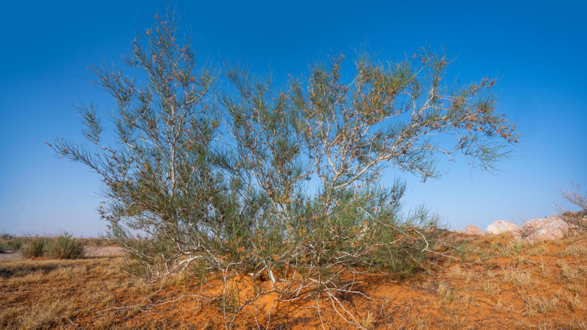 Arta Tree. (King Abdulaziz Royal Reserve)