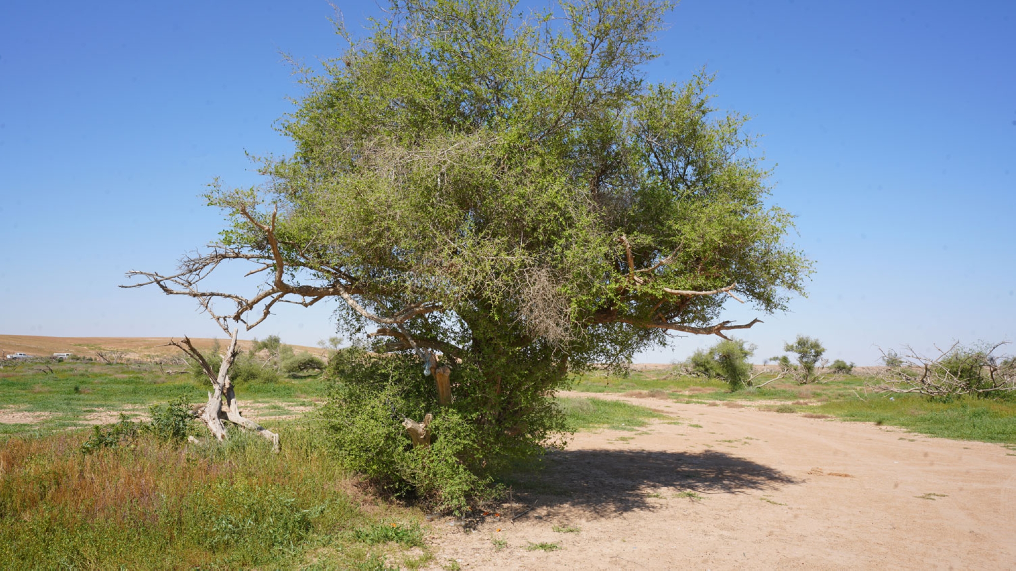 Ziziphus nummularia (King Abdulaziz Royal Reserve)
