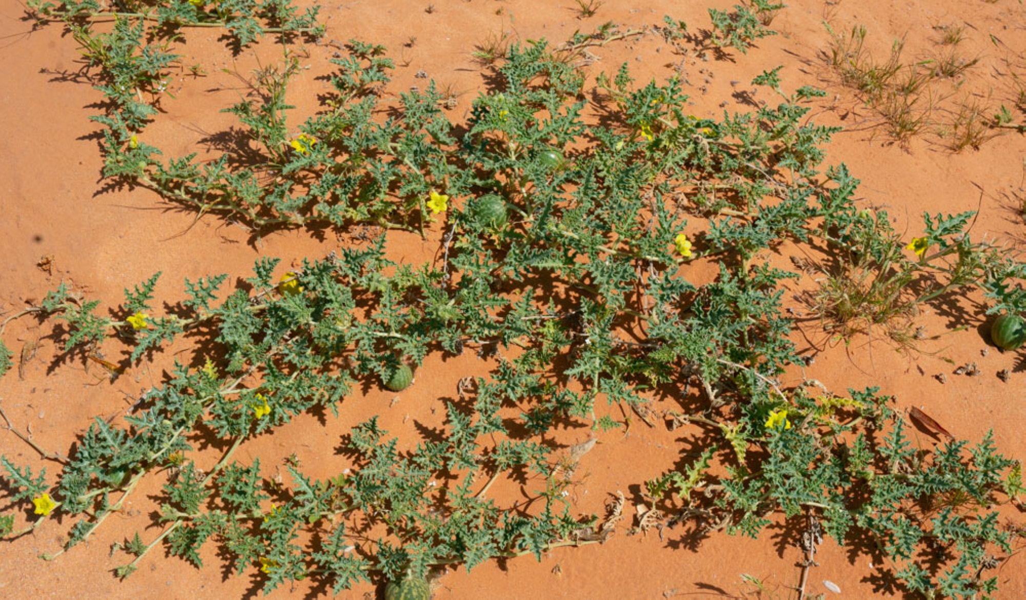 Colocynth plant. (King Abdulaziz Royal Reserve)