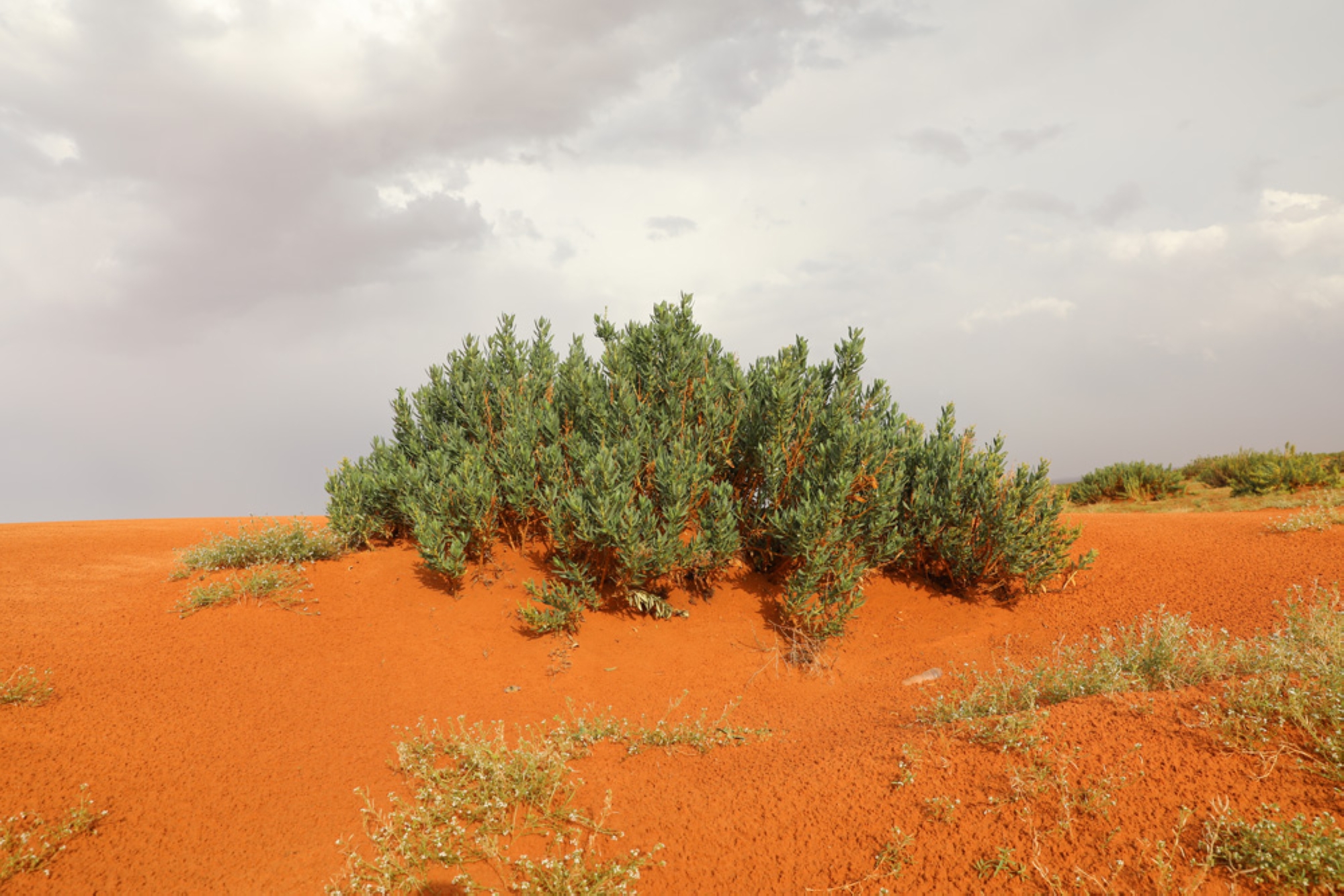 Harmal plant. (King Abdulaziz Royal Reserve)