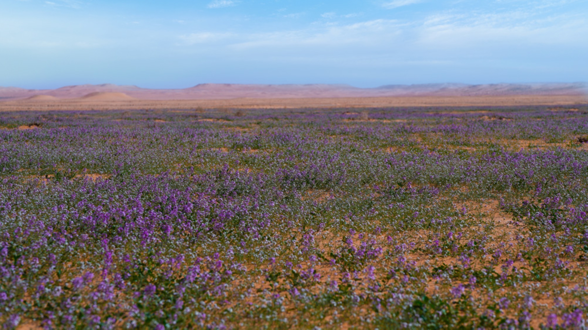 Lavender plant. (King Abdulaziz Royal Reserve)