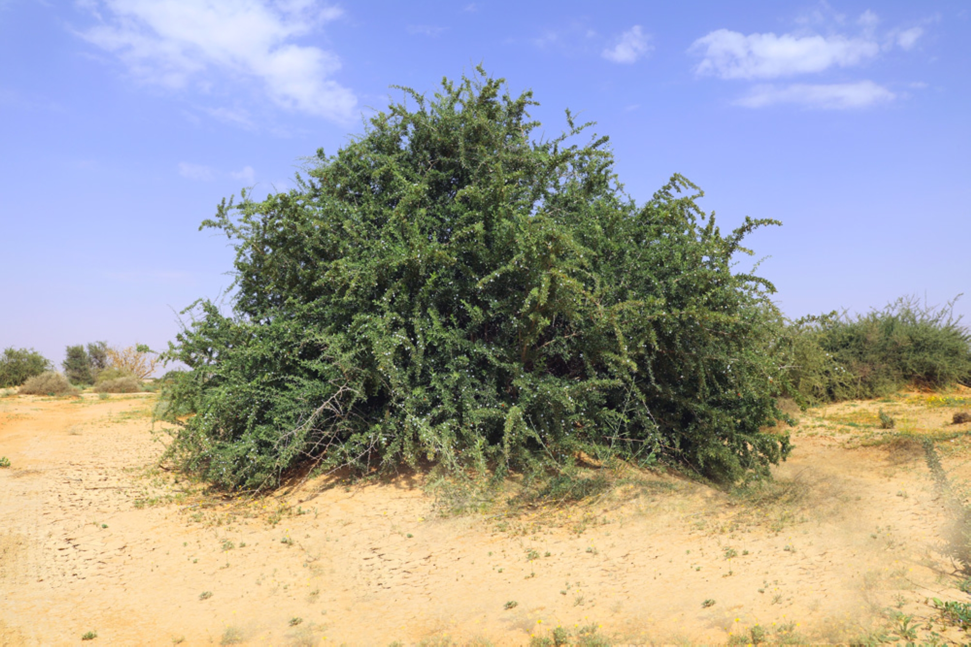 Desert Thorn shrub. (King Abdulaziz Royal Reserve)