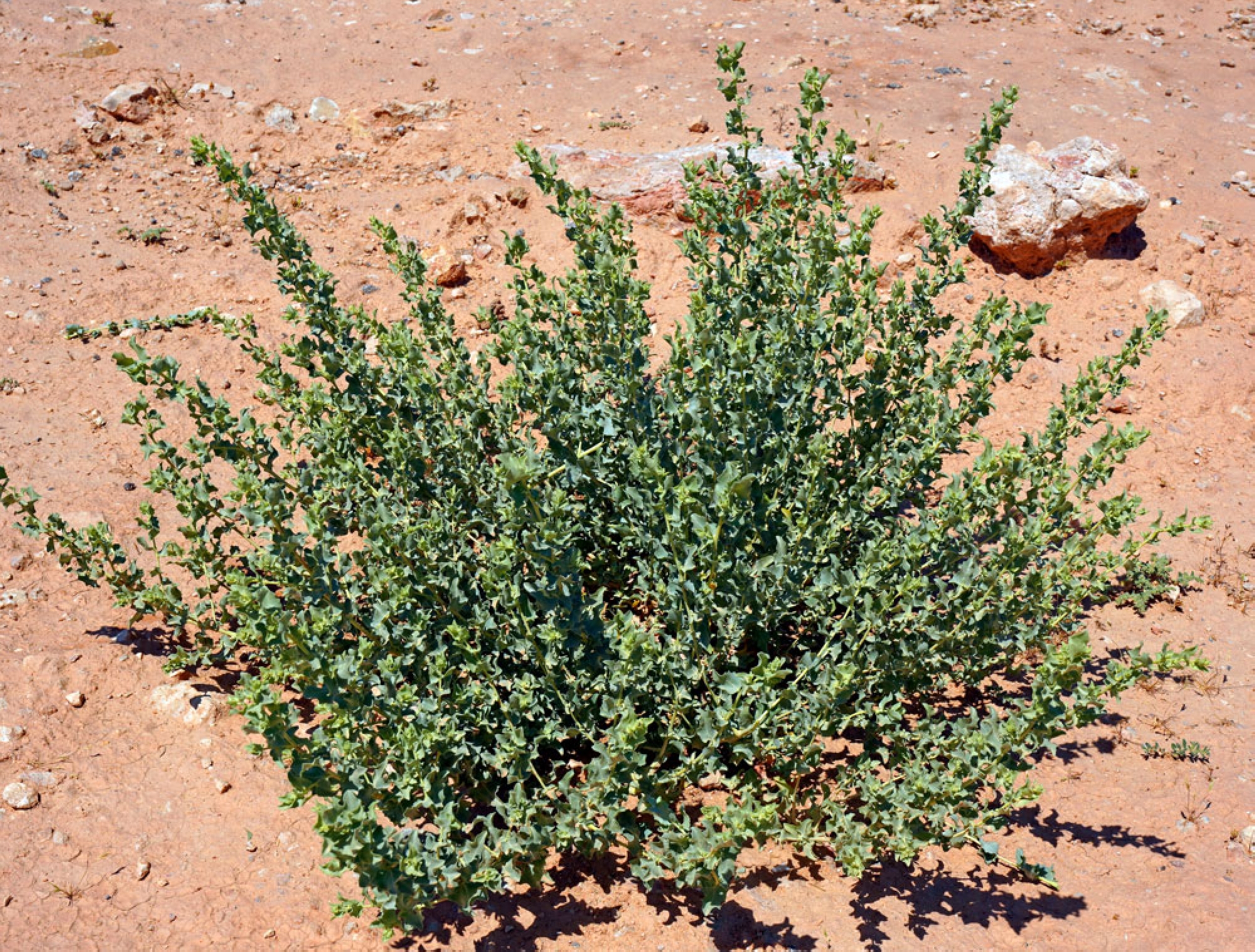 Saltbush plant. (King Abdulaziz Royal Reserve)