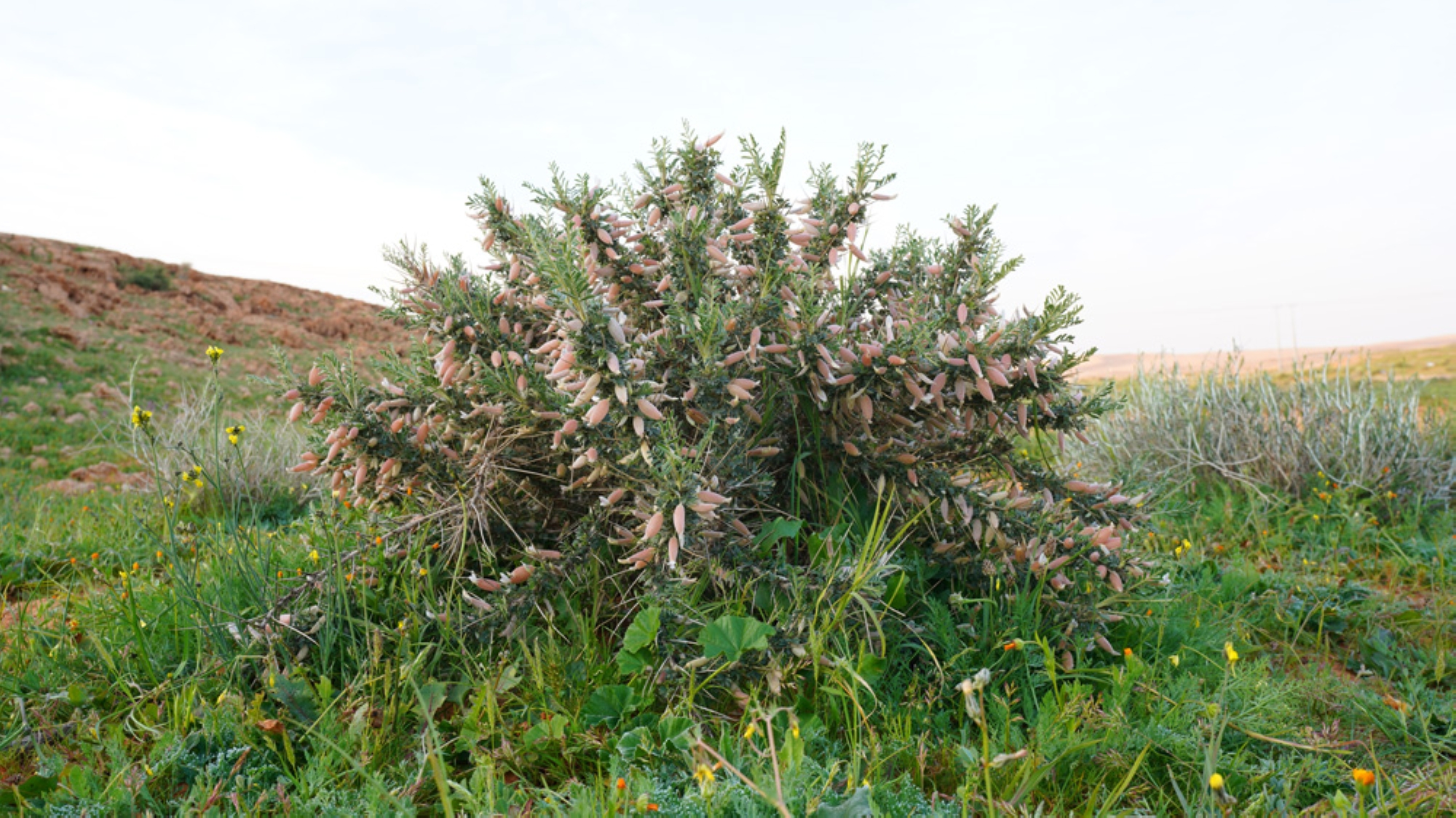 Milkvetch plant. (King Abdulaziz Royal Reserve)