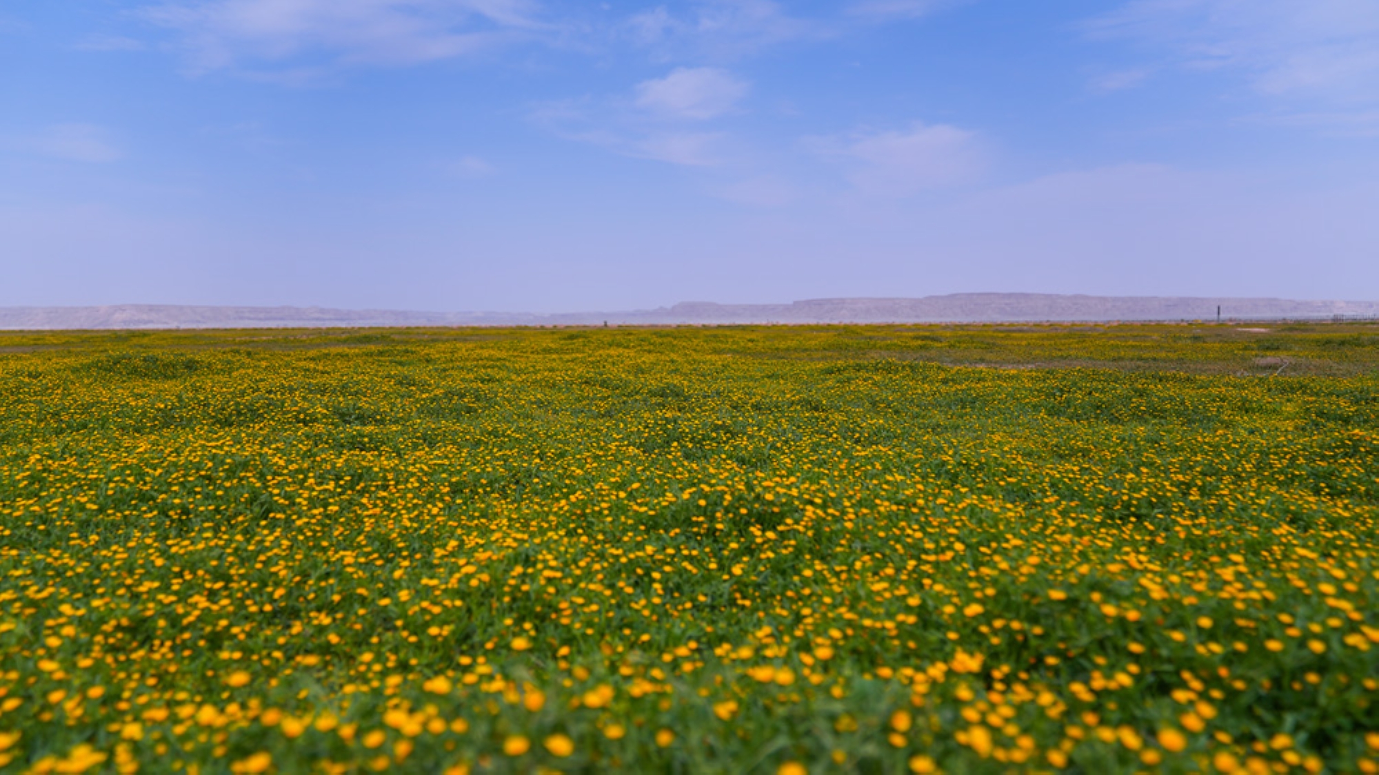 Rawdat al-Khafs, part of the King Abdulaziz Royal Reserve. (King Abdulaziz Royal Reserve)