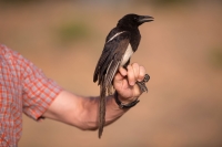 The Aseer magpie is globally classified as an endangered species due to its low population. (Saudi Aramco)