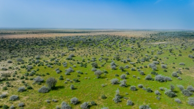 Rawdat al-Tanhat, part of the King Abdulaziz Royal Reserve. (King Abdulaziz Royal Reserve)