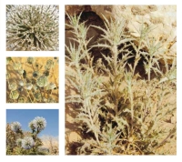 Globe Thistle (Royal Commission for Riyadh City)