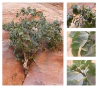Sycamore Fig (Royal Commission for Riyadh City)