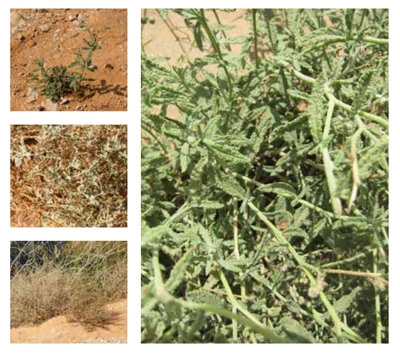 The Wavy Heliotrope is commonly found in limestone and sandy areas in Riyadh Province. (Royal Commission for Riyadh City)