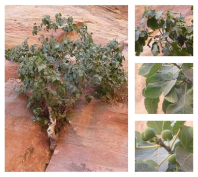 Sycamore Fig (Royal Commission for Riyadh City)
