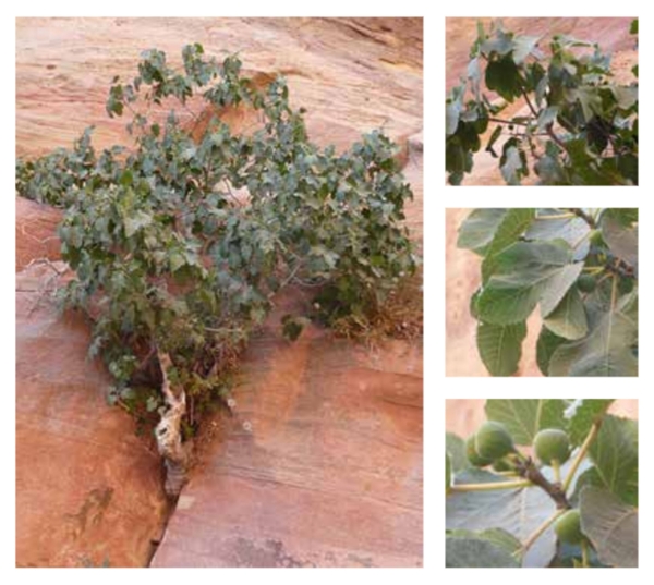 Sycamore Fig (Royal Commission for Riyadh City)