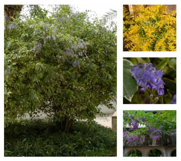 Pigeon berry plant (Royal Commission for Riyadh City)