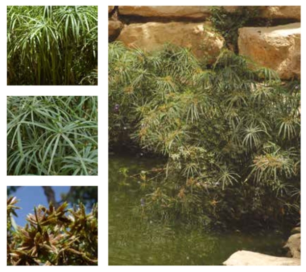 The Umbrella Sedge Plant. (Royal Commission for Riyadh City)