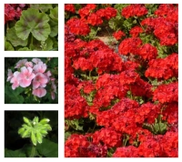 Garden Geranium (Royal Commission for Riyadh City)