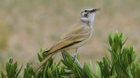 The greater hoopoe-lark is highly adaptable to desert life. (Media Center of King Abdulaziz Foundation Royal Reserve)