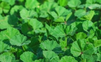 Common mallow grows in various regions of the Kingdom. (King Khalid Royal Reserve Development Authority)