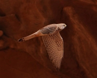 The Common Kestrel. (King Salman Bin Abdulaziz Royal Nature Reserve Development Authority)