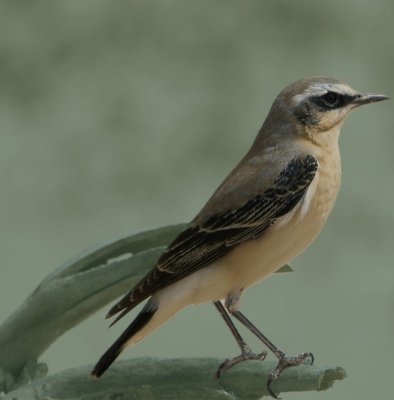 The Northern Wheatear is distinguished by its gray back and crown. (King Khalid Royal Reserve Development Authority)