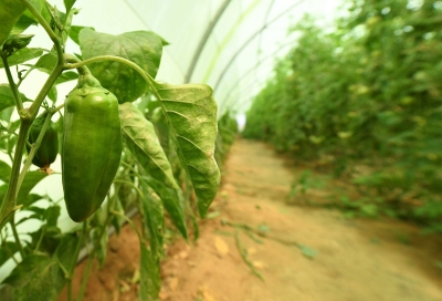 One of the vegetable production farms in the Kingdom. (SPA)