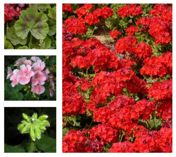 Garden Geranium (Royal Commission for Riyadh City)