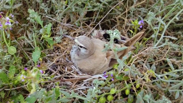 The female greater hoopoe-lark builds a bowl-shaped nest made of twigs or grass. (Media Center of King Abdulaziz Foundation Royal Reserve)
