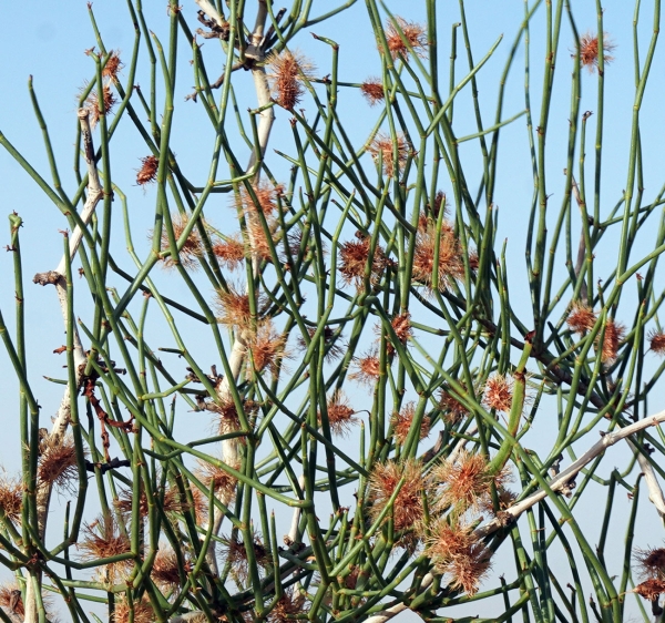 The Arta tree is covered with yellowish-white flowers that bloom in spring, are edible, and have a pleasant fragrance. (King Abdulaziz Royal Reserve)