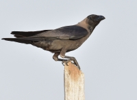 House Crow (Photography: Mehdi Al-Saghir)